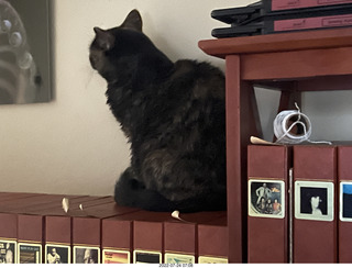 my cat Miss Pris on my reel tapes