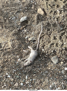 dead mouse