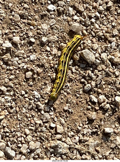 Marcus Landslide Trail - caterpillar