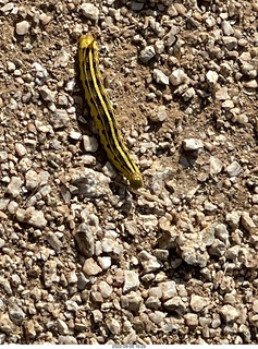 Marcus Landslide Trail - caterpillar