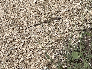 Marcus Landslide Trail lizard