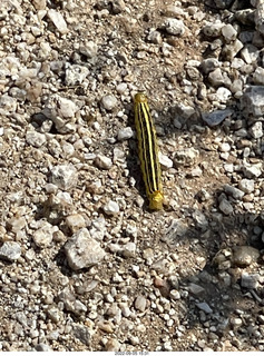 the sink spigot faucet I like in my master bathroom
