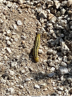 the sink spigot faucet I like in my master bathroom