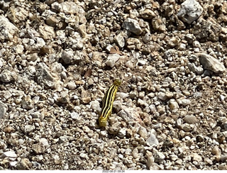 Marcus Landslide Trail caterpillar