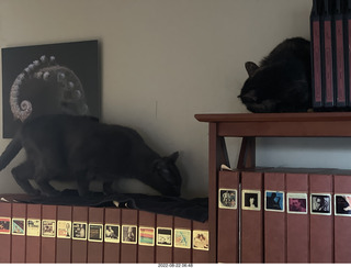 my cats Devin and Miss Pris atop my tapes