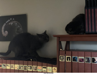 my cats Devin and Miss Pris atop my tapes