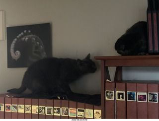 my cats Devin and Miss Pris atop my tapes