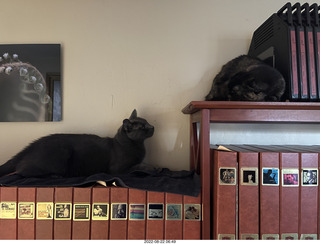 my cats Devin and Miss Pris atop my tapes