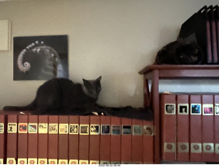 my cats Devin and Miss Pris atop my tapes