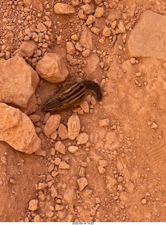 chipmunk at Bryce Canyon