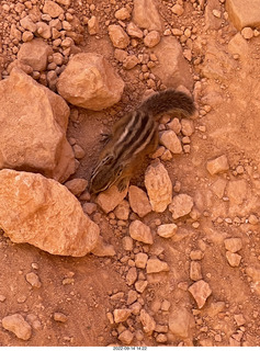 chipmunk at Bryce Canyon
