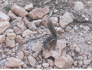 Bryce Canyon - Peek-a-boo trail - chipmunk