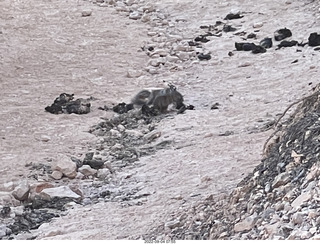 Bryce Canyon - Peek-a-boo trail - chipmunk