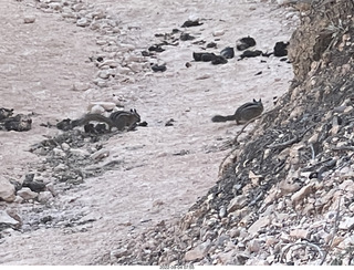 Bryce Canyon - Peek-a-boo trail - chipmunks