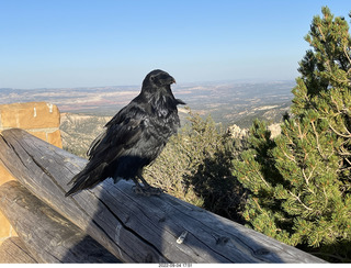 Bryce Canyon - raven