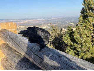 Bryce Canyon - raven