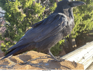 Bryce Canyon - raven