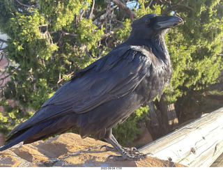 Bryce Canyon - raven