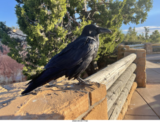 Bryce Canyon - raven