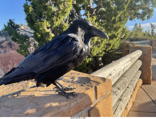 Bryce Canyon - raven