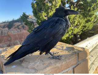 Bryce Canyon - raven