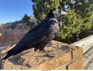 Bryce Canyon - raven
