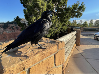 Bryce Canyon - raven