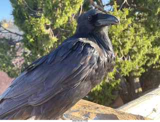 Bryce Canyon - raven