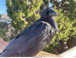 Bryce Canyon - raven