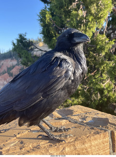 Bryce Canyon - raven
