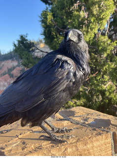 Bryce Canyon - raven