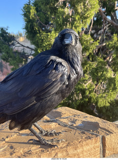 Bryce Canyon - raven