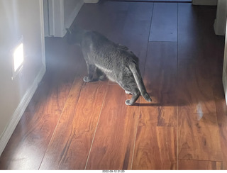 my cat Devin