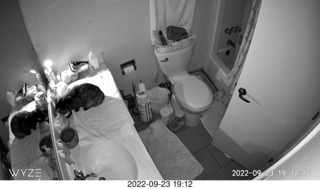 my cat Miss Pris in my dark bathroom