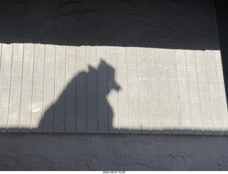 roofer Misha's shadow