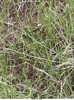 wolf spider in the grass (tarantula)