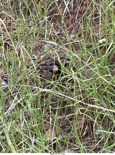 wolf spider in the grass (tarantula)