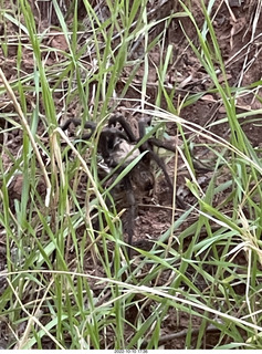 wolf spider in the grass (tarantula)