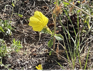 Northgate Peaks trail - flower