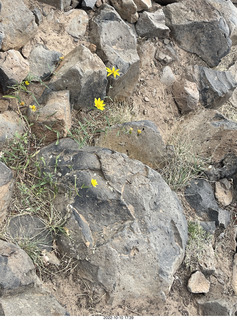 Northgate Peaks trail - vista view - flowers