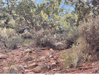 Zion National Park - big horn sheep