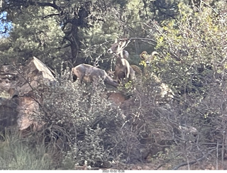 pictures from bryce-canyon sd-card - big-horn sheep