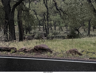 Zion National Park - mule deer