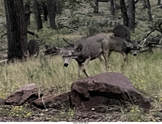 Zion National Park - mule deer