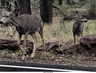 Zion National Park - mule deer