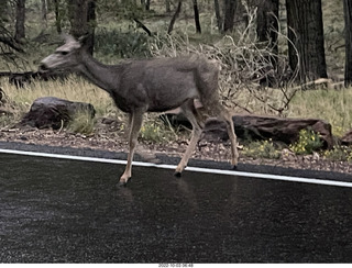 Zion National Park - mule deer