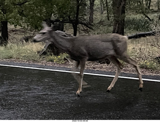 Zion National Park - mule deer