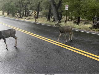 Zion National Park - mule deer