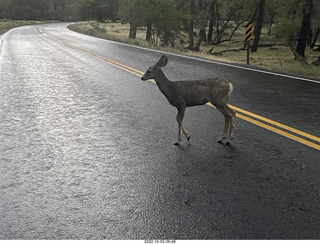 Zion National Park - mule deer