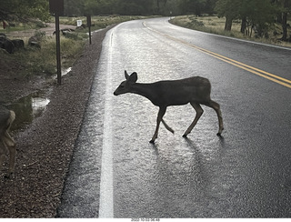 Zion National Park - mule deer